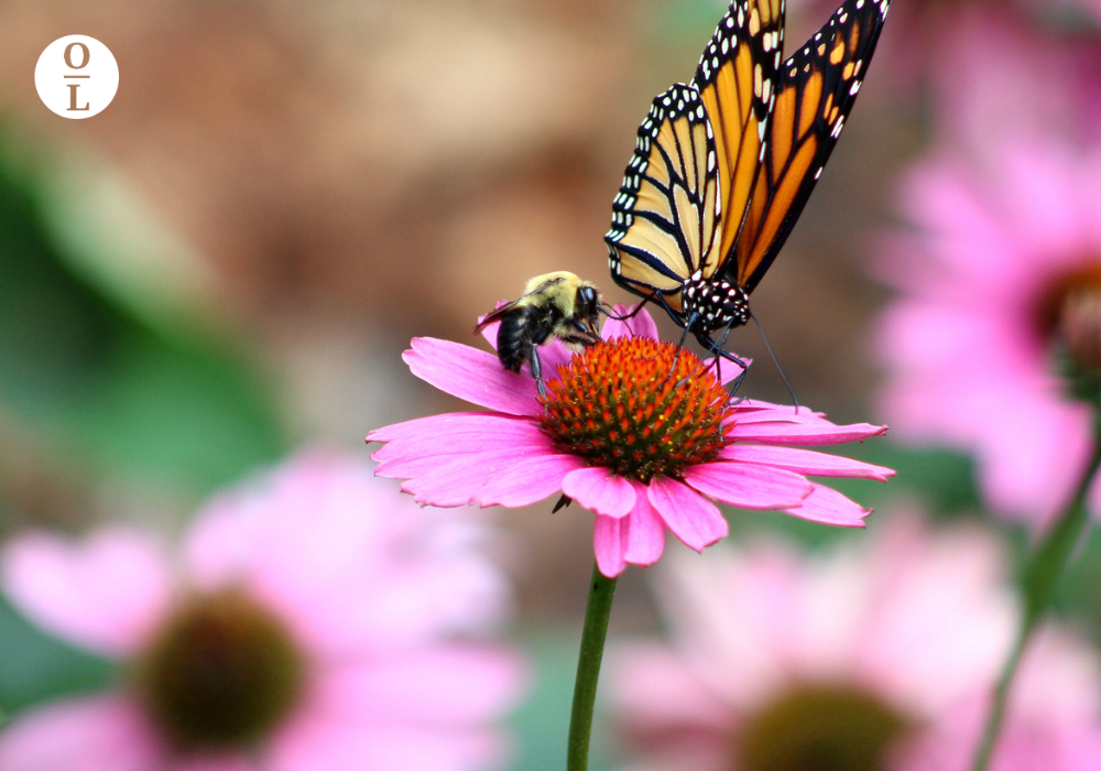 Essential Oils for Bee Stings