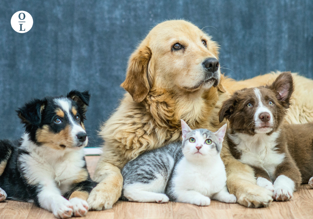 Essential Oils That Are Safe for Cats and Dogs