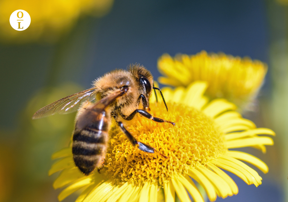 Essential Oils For Bee Stings